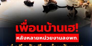 เพื่อนบ้านเฮ! หลังหลายหน่วยงานลงพท. เร่งฉีดวัคซีน ทำหมันแมว พร้อมย้ายที่อยู่กว่า 100 ตัวหลังชาวบ้านร้อง ทนดมกลี่นเหม็น เสียงแมวไม่ไหว 4 Raider-Reporter.com ข่าวไรเดอร์รีพอร์ตเตอร์ เกาะติดข่าวล่าสุด ทุกเหตุการณ์ ข่าวสังคมการเมือง ข่าวอาชญากรรม ข่าวด่วนวันนี้ เพื่อนบ้านเฮ! หลังหลายหน่วยงานลงพท. เร่งฉีดวัคซีน ทำหมันแมว พร้อมย้ายที่อยู่กว่า 100 ตัวหลังชาวบ้านร้อง ทนดมกลี่นเหม็น เสียงแมวไม่ไหว